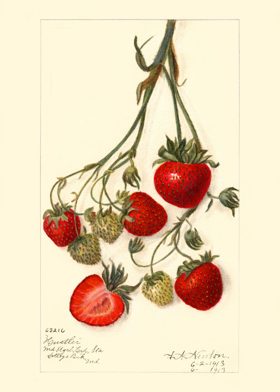 Vintage Strawberry Botanical Art Wall Art