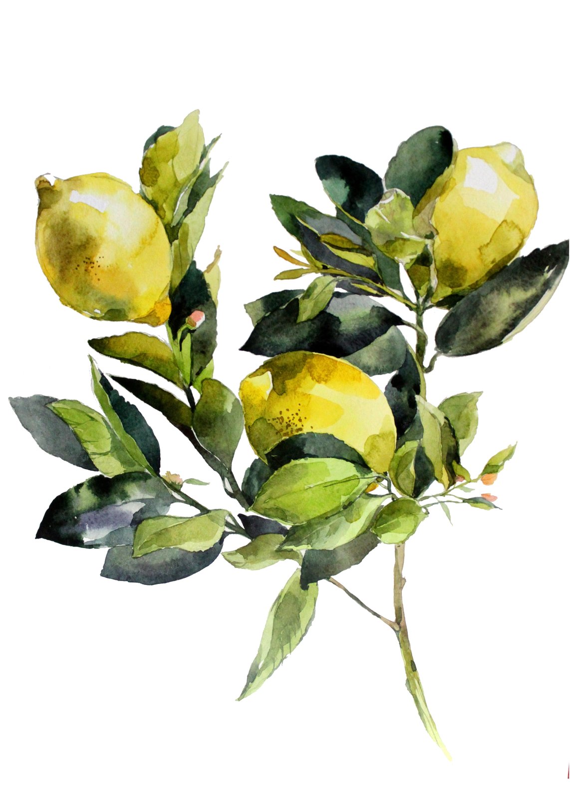 Vibrant Lemon Blossom Watercolor Wall Art