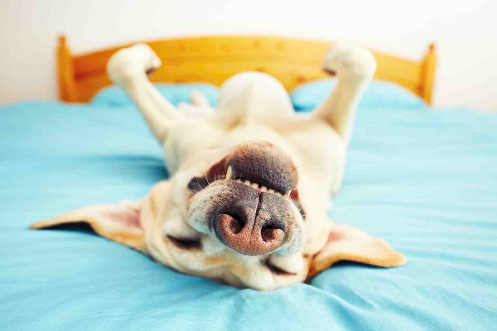 Happy Dog Relaxing on Bed Wall Art