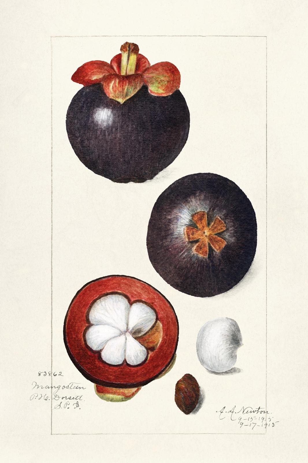 Vintage Mangosteen Botanical Art Wall Art