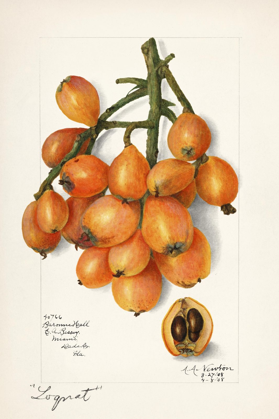 Vintage Loquat Fruit Botanical Art Wall Art
