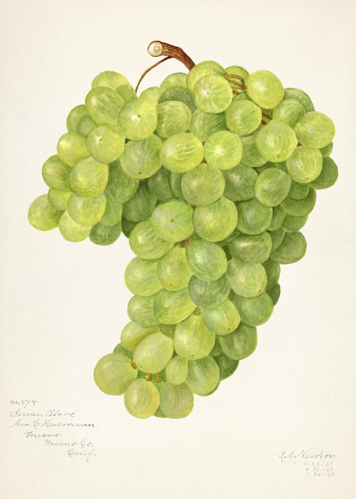 Vibrant Green Grapes Botanical Art Wall Art