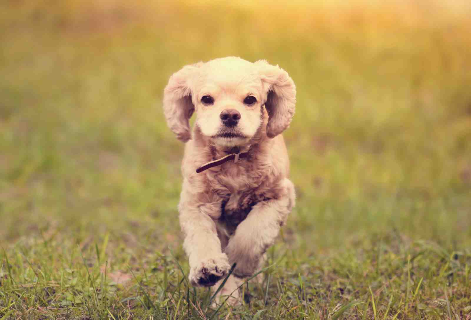 Adorable Golden Retriever Puppy Running Wall Art