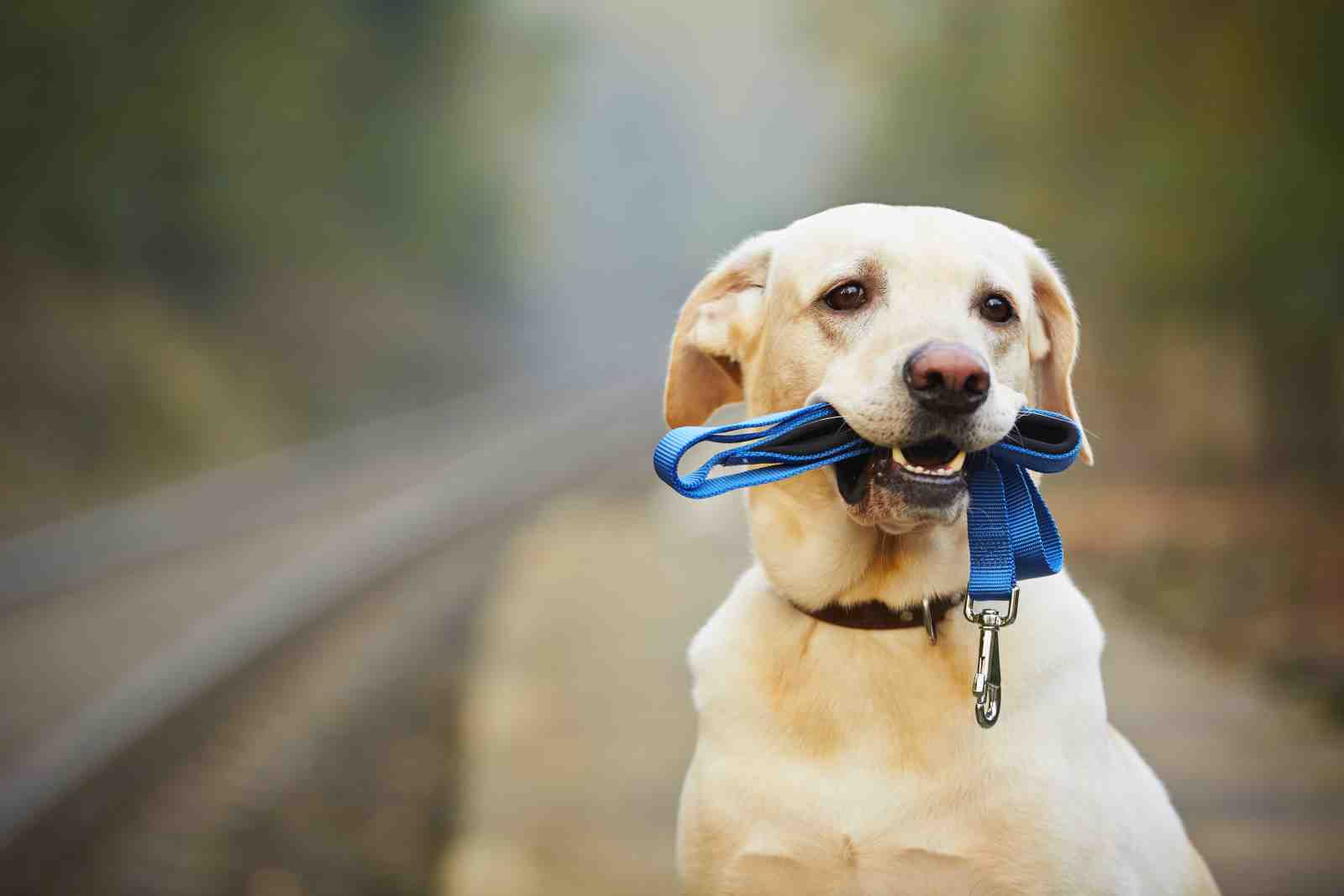 Ready for Adventure Labrador Wall Art