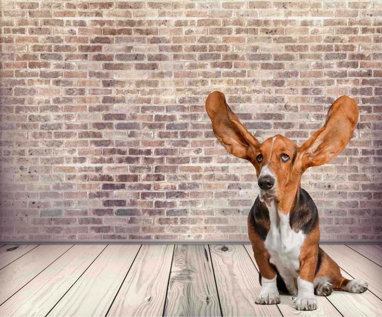 Whimsical Basset Hound Ears Wall Art