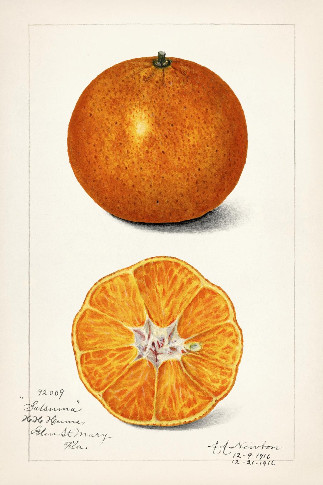 Vintage Satsuma Orange Botanical Art Wall Art