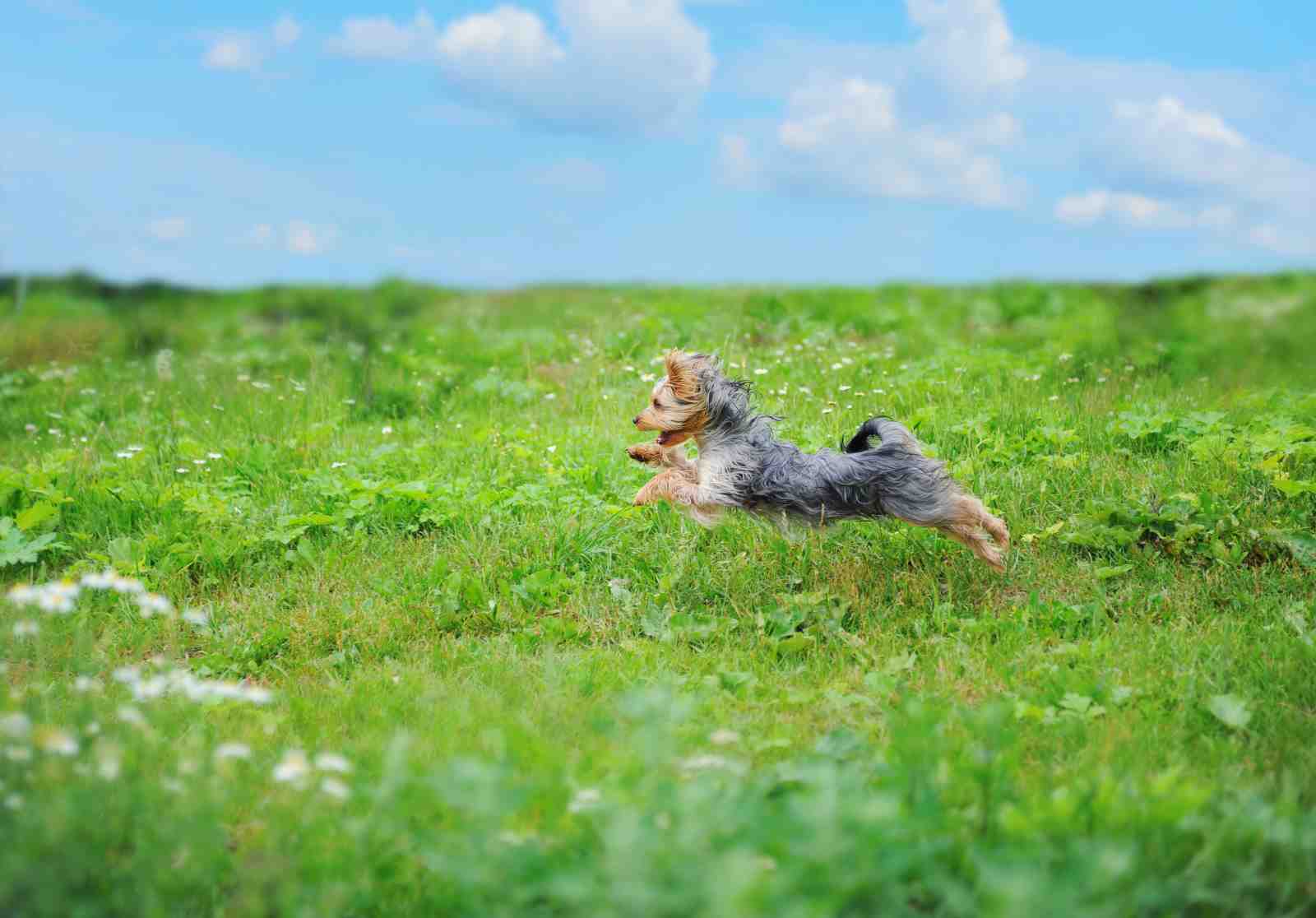 Joyful Yorkshire Terrier Field Run Wall Art