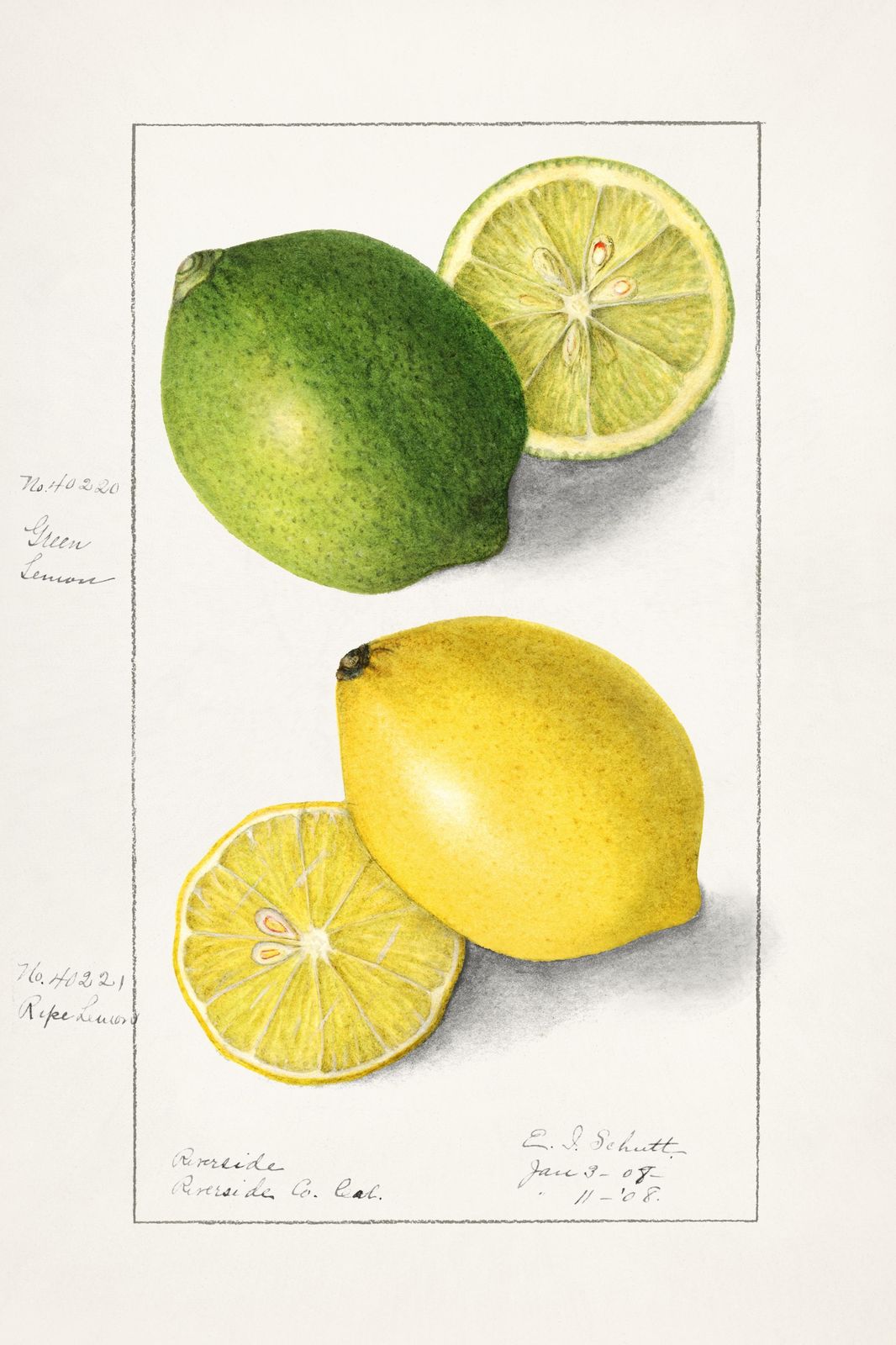 Vibrant Citrus Grove: Lemon & Lime Wall Art