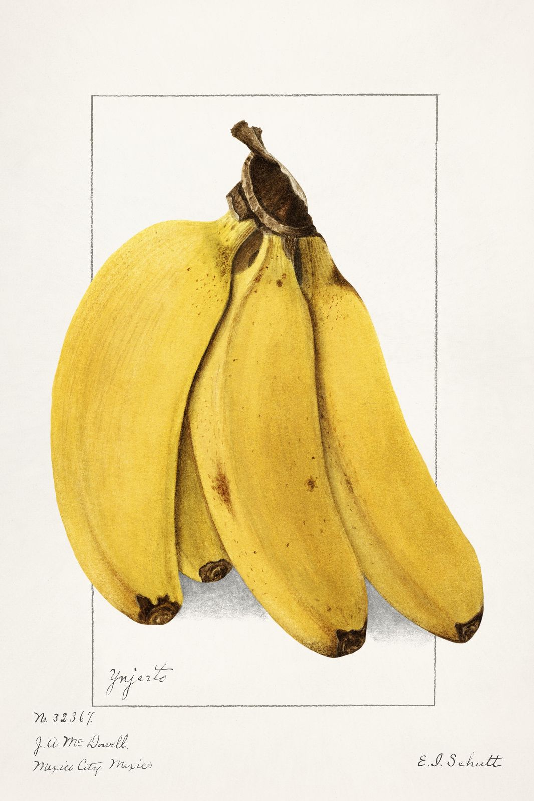 Vibrant Bananas Botanical Art Wall Art