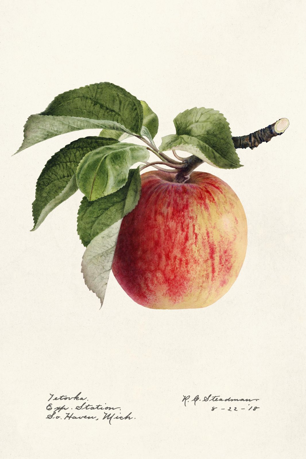 Vintage Apple Botanical Art Wall Art