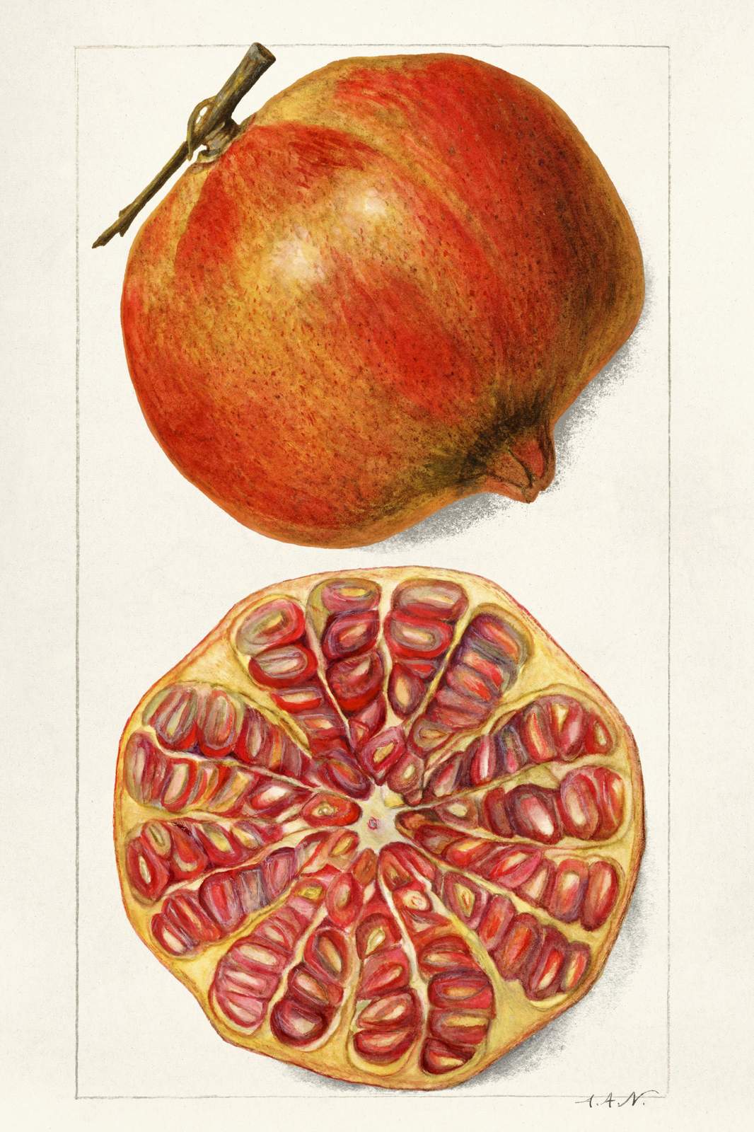 Vibrant Pomegranate Botanical Art Wall Art