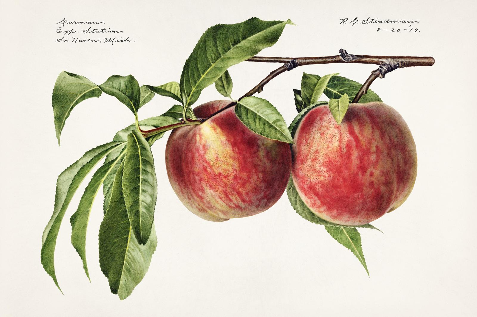 Botanical Peach Branch Wall Art - Vintage Fruit Art