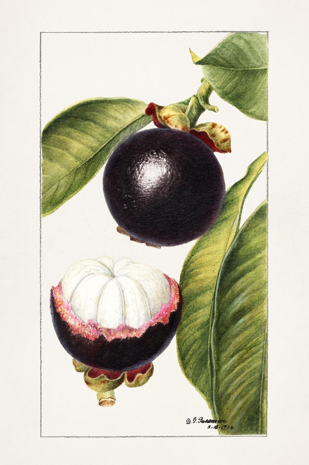 Vintage Mangosteen Botanical Art Wall Art