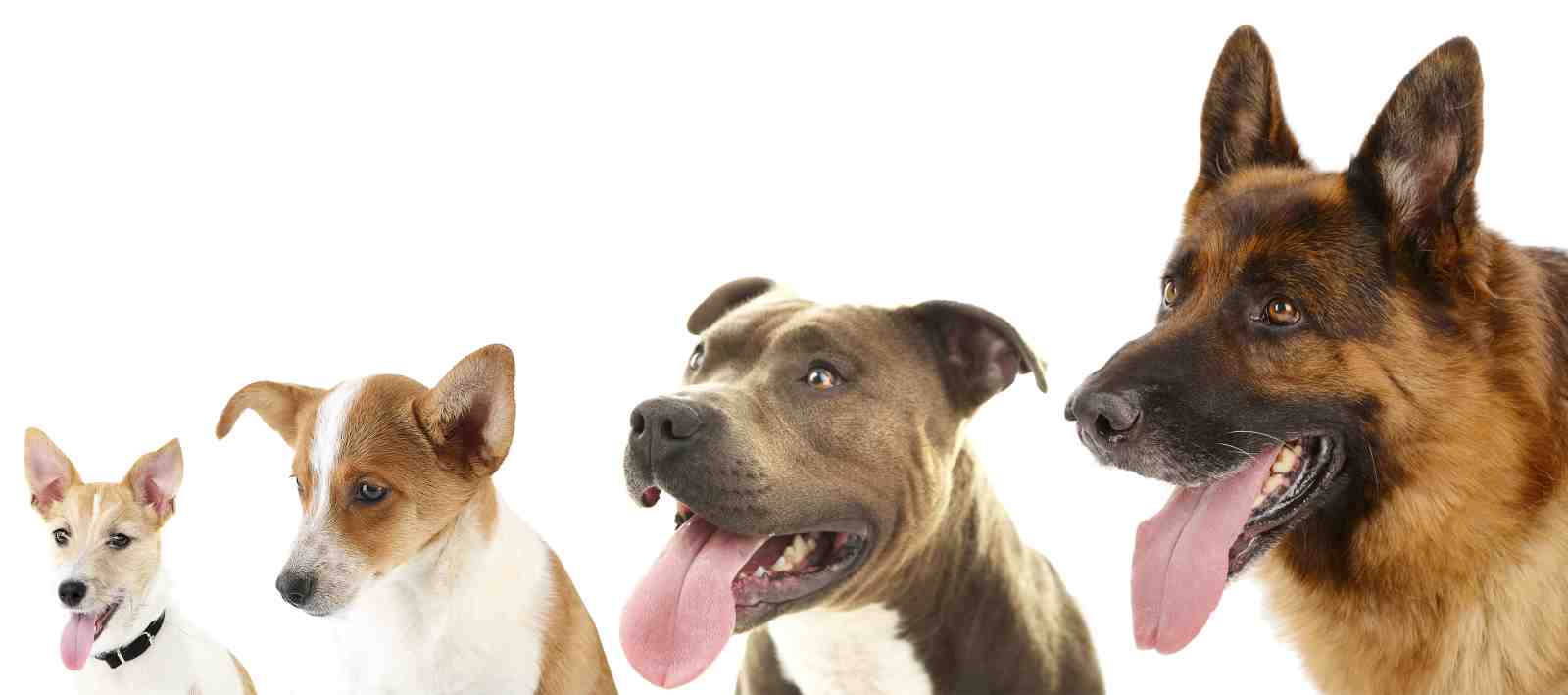 Dog Pack Portrait Wall Art Wall Art