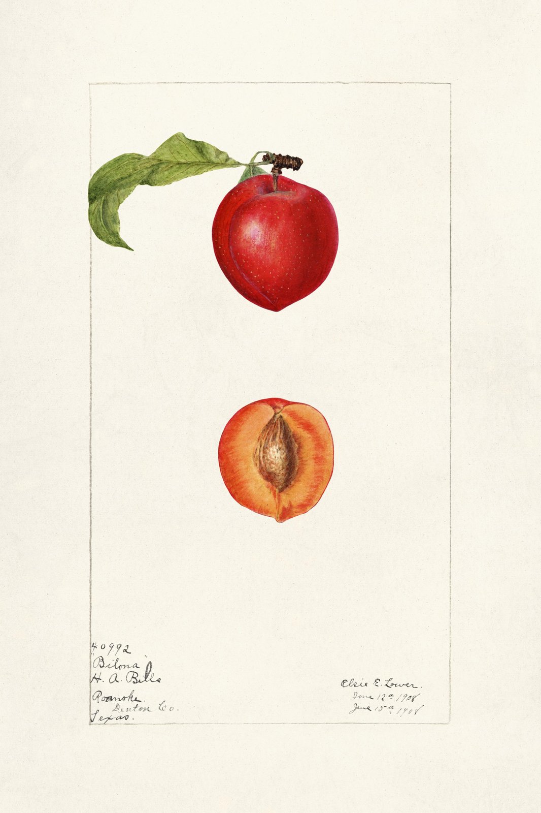 Vintage Peach Botanical Art Wall Art