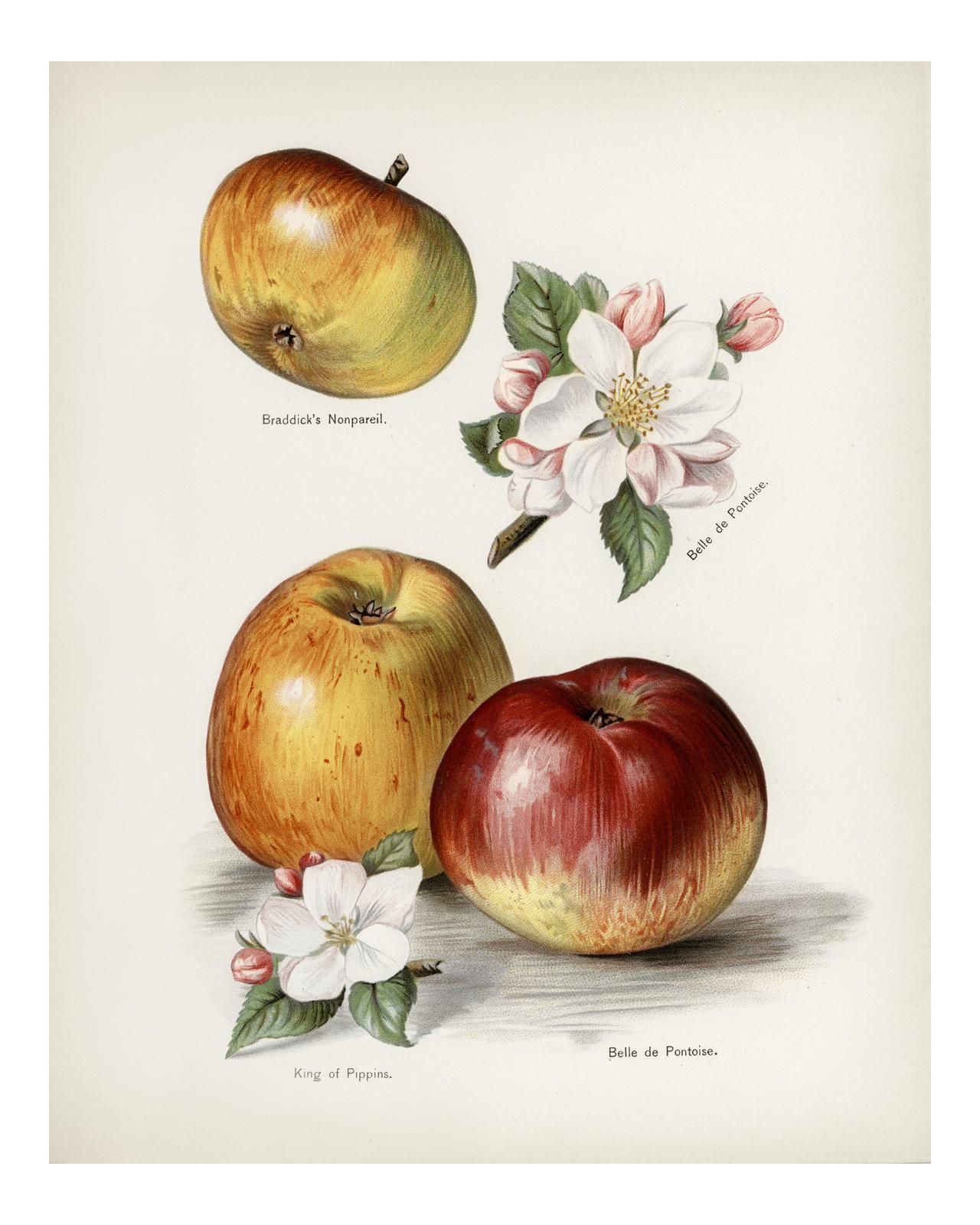 Vintage Apple Varieties & Blossoms Wall Art
