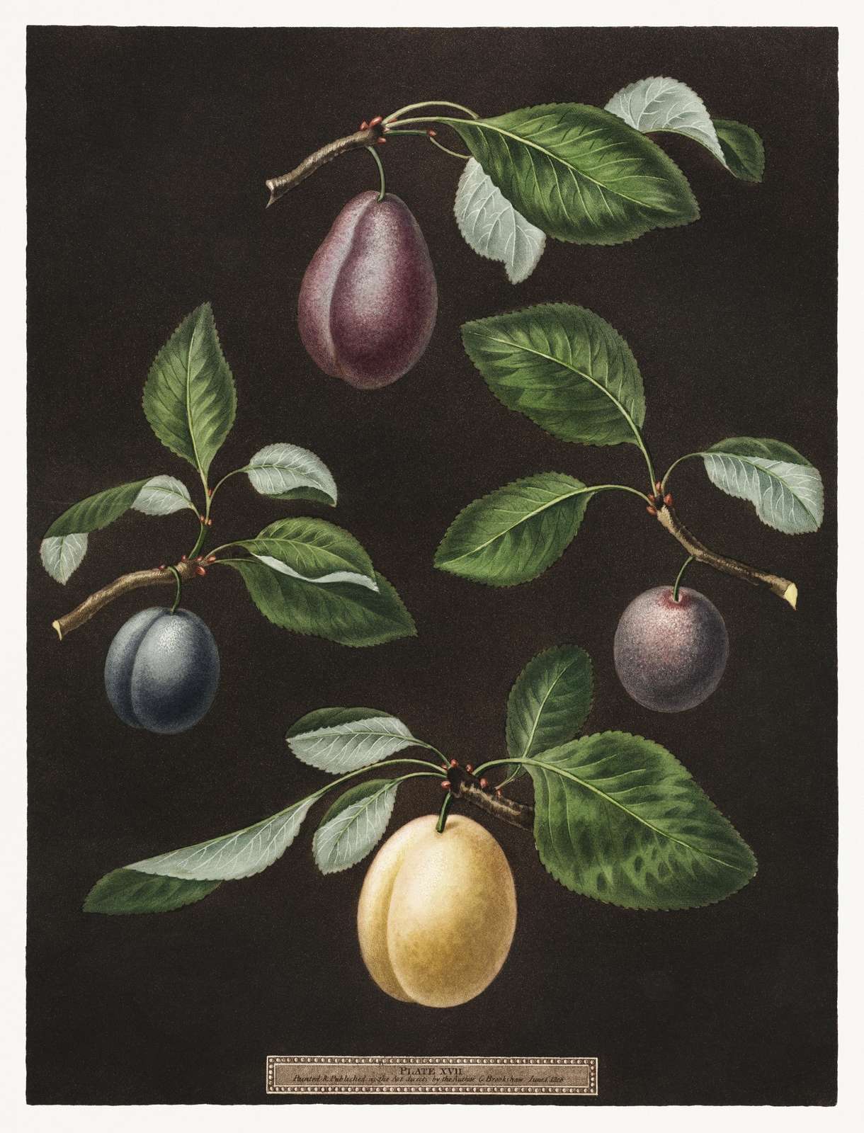 Vintage Plum Botanical Art Wall Art