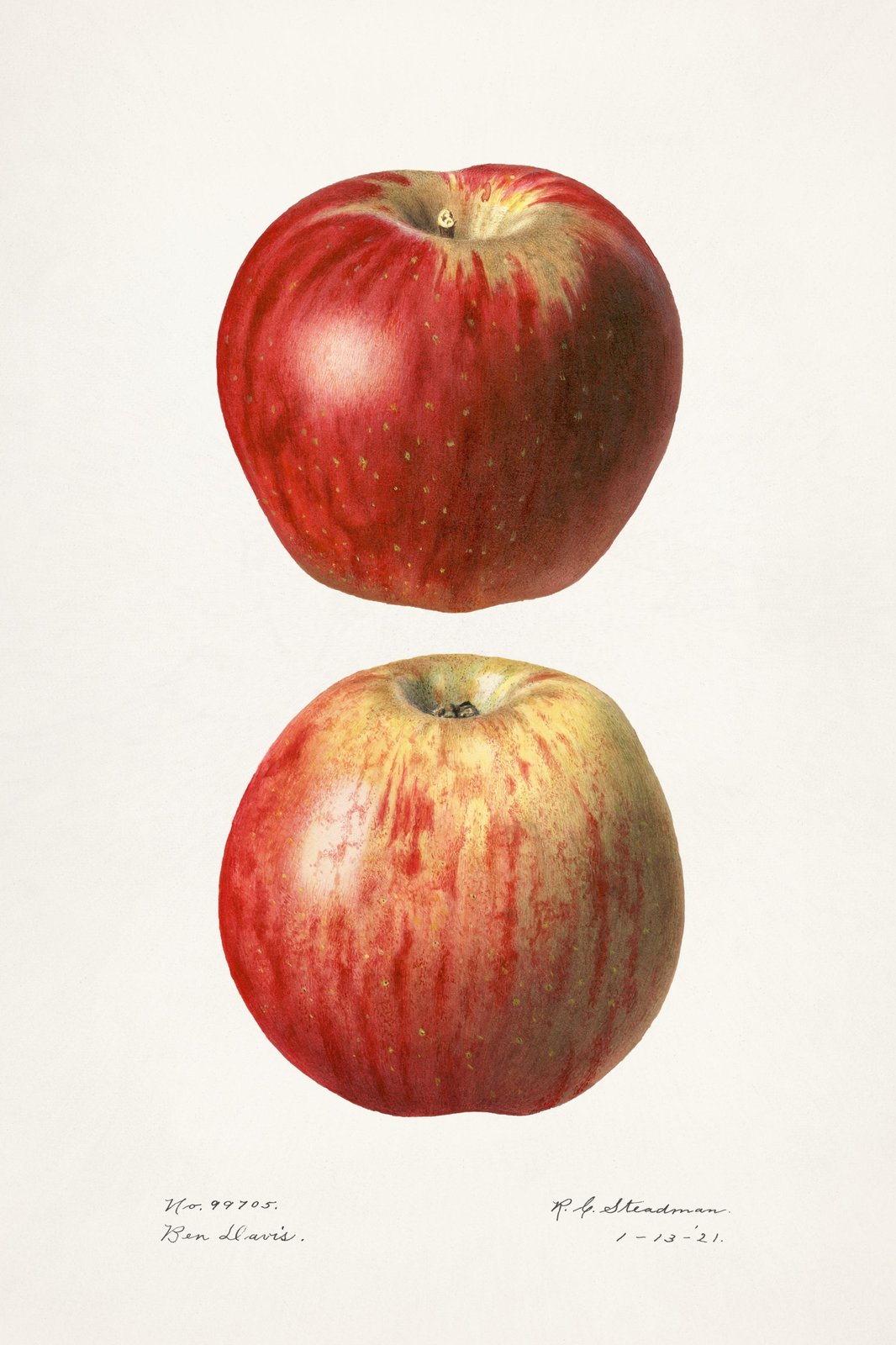 Vintage Apple Botanical Art Wall Art