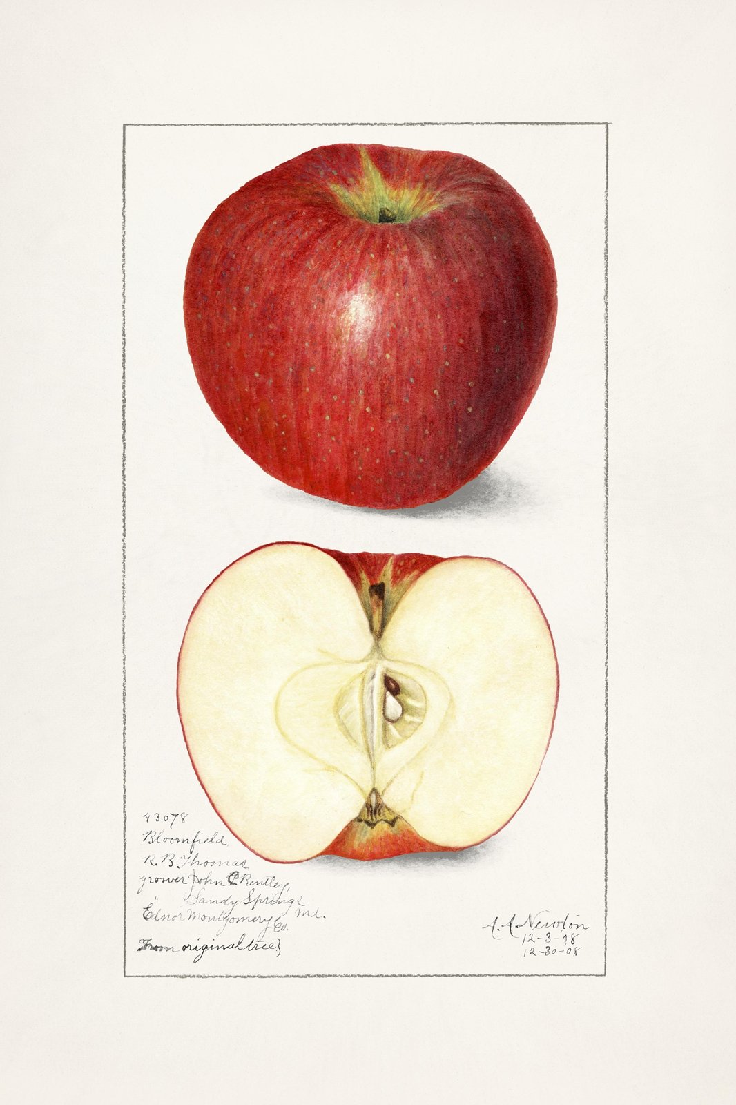 Vintage Red Apple Botanical Art Wall Art