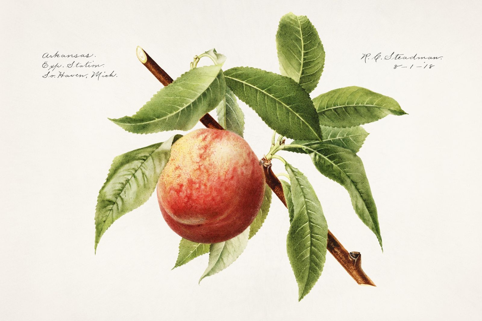 Vintage Peach Botanical Art Wall Art