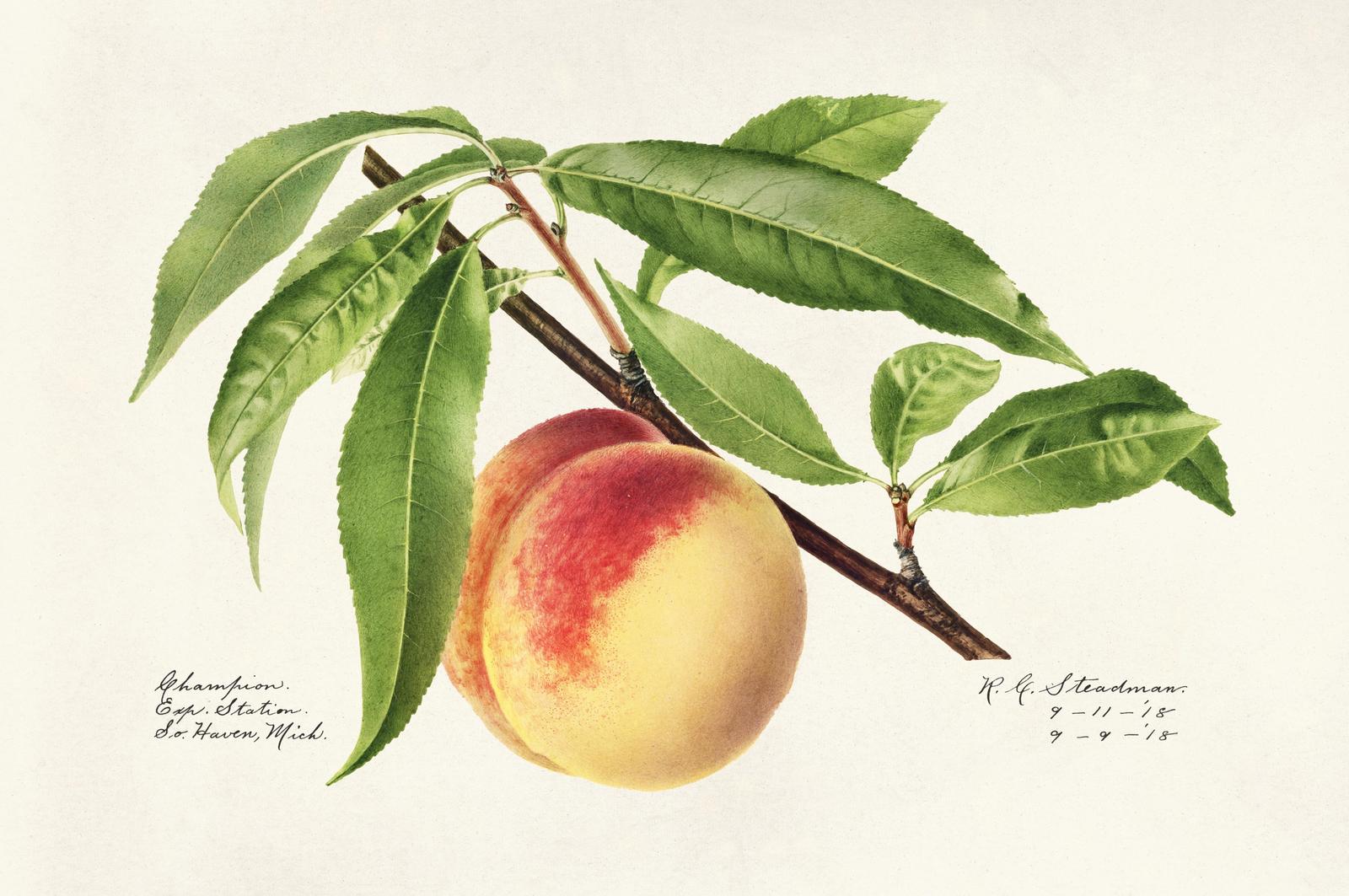Vintage Peach Botanical Art Wall Art
