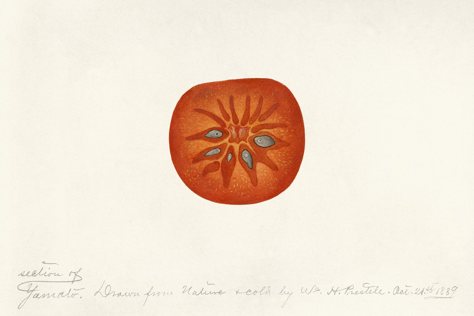 Vintage Tomato Section Botanical Art Wall Art