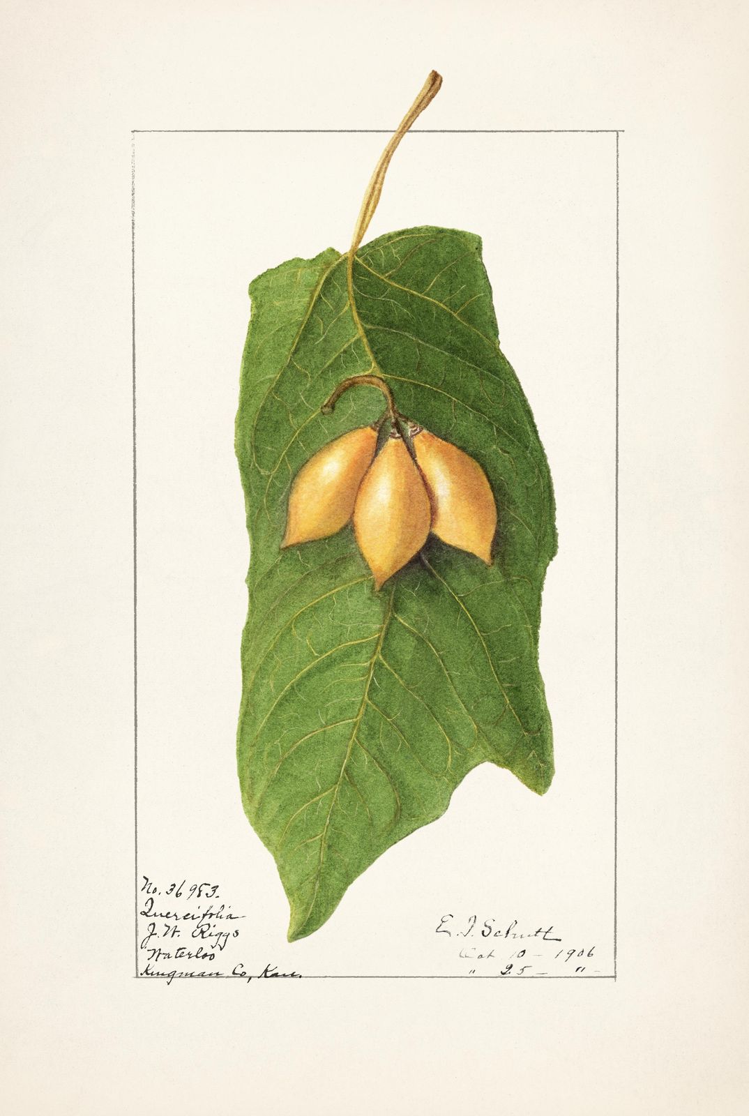 Botanical Quercifolia Fruit Leaf Wall Art