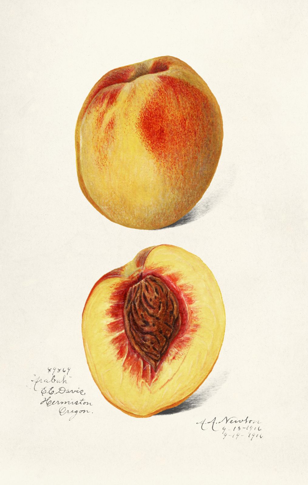 Vintage Peach Botanical Art Wall Art