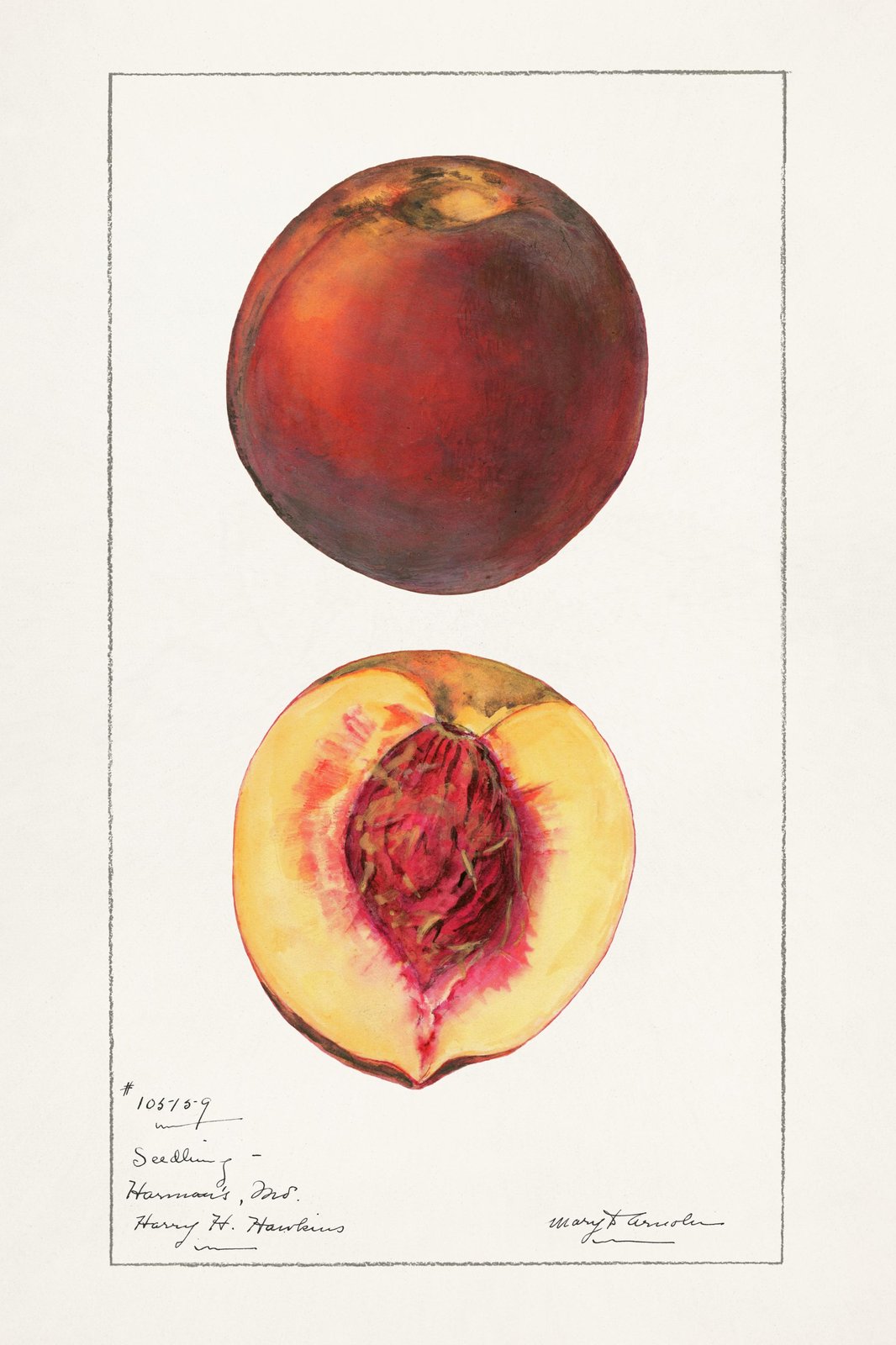 Vintage Peach Botanical Art Wall Art