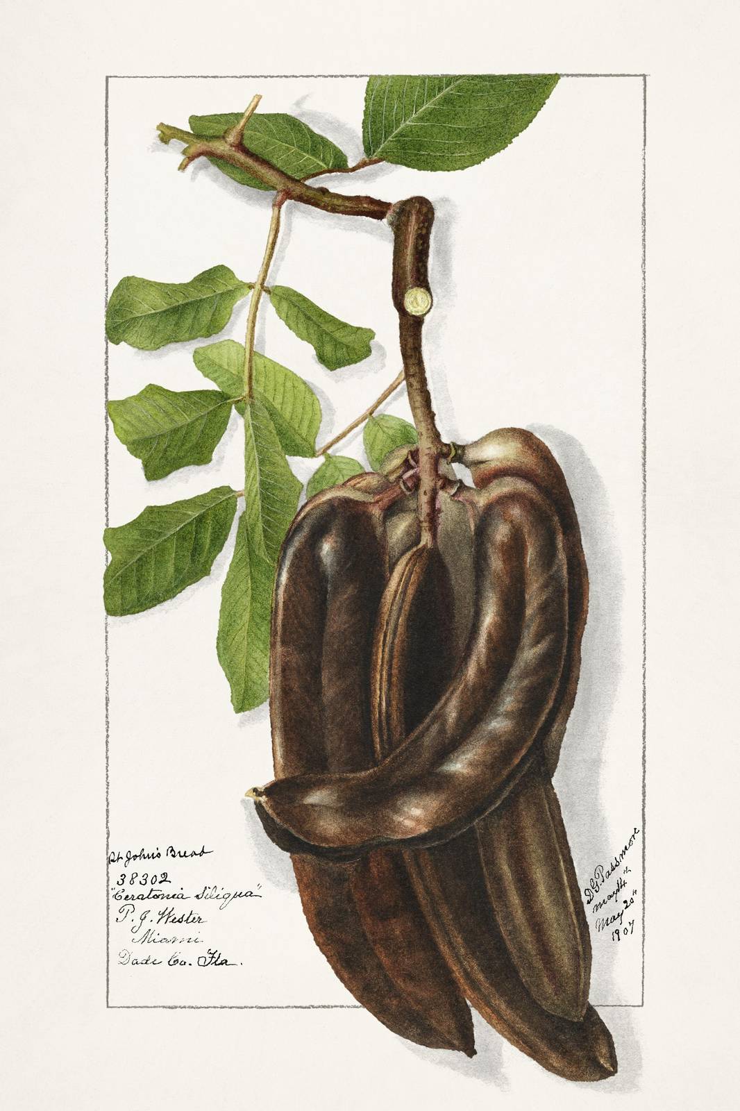 Vintage Carob Pod Botanical Wall Art