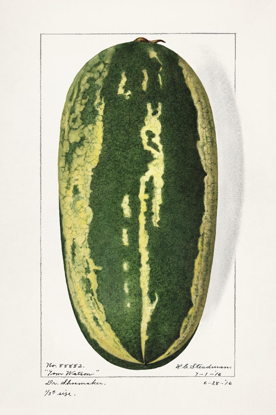 Vintage Watermelon "Tom Watson" Wall Art