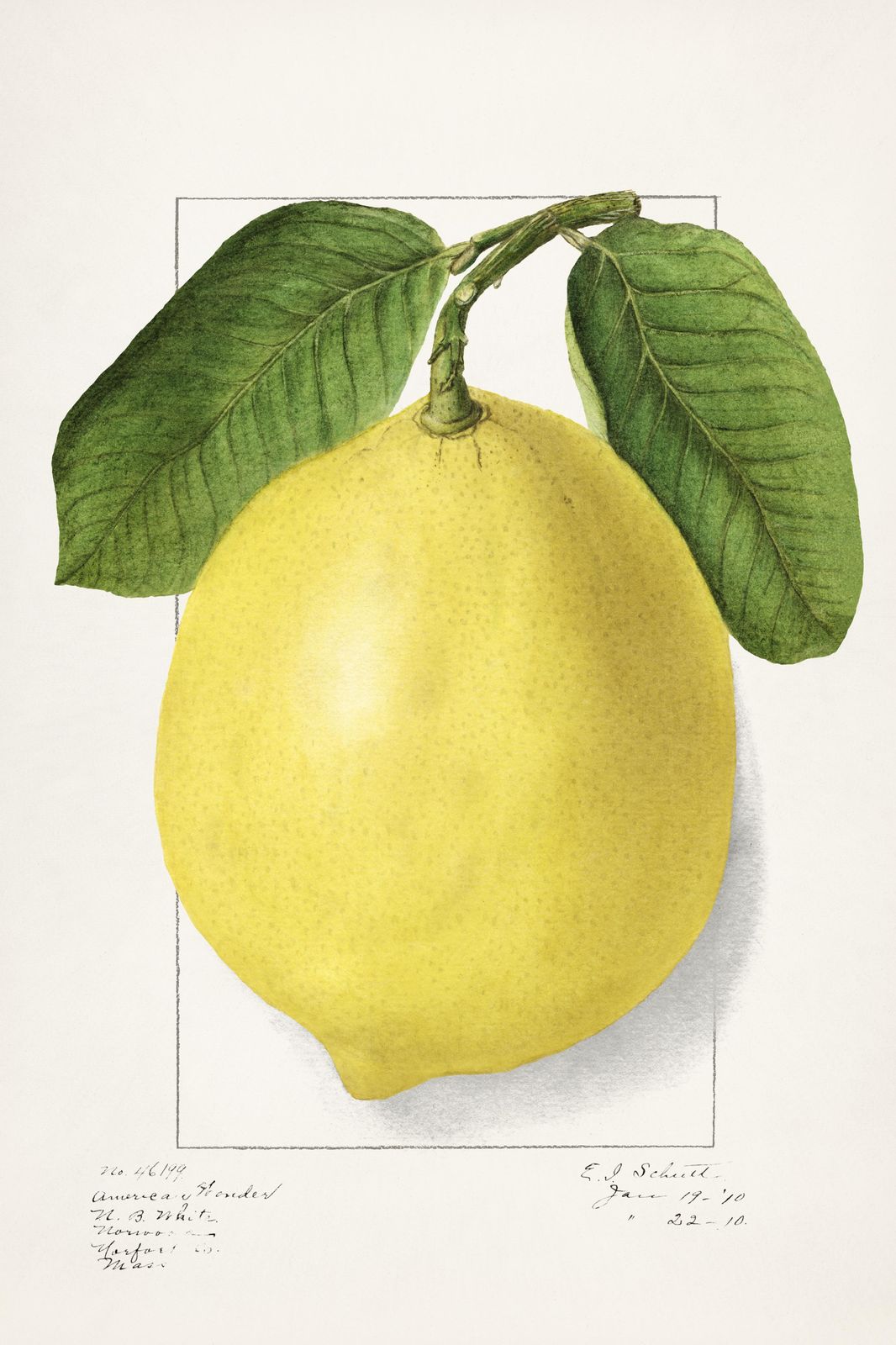 Vibrant Lemon Botanical Print