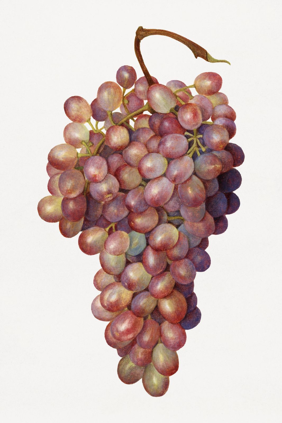 Vibrant Red Grapes Botanical Art Wall Art