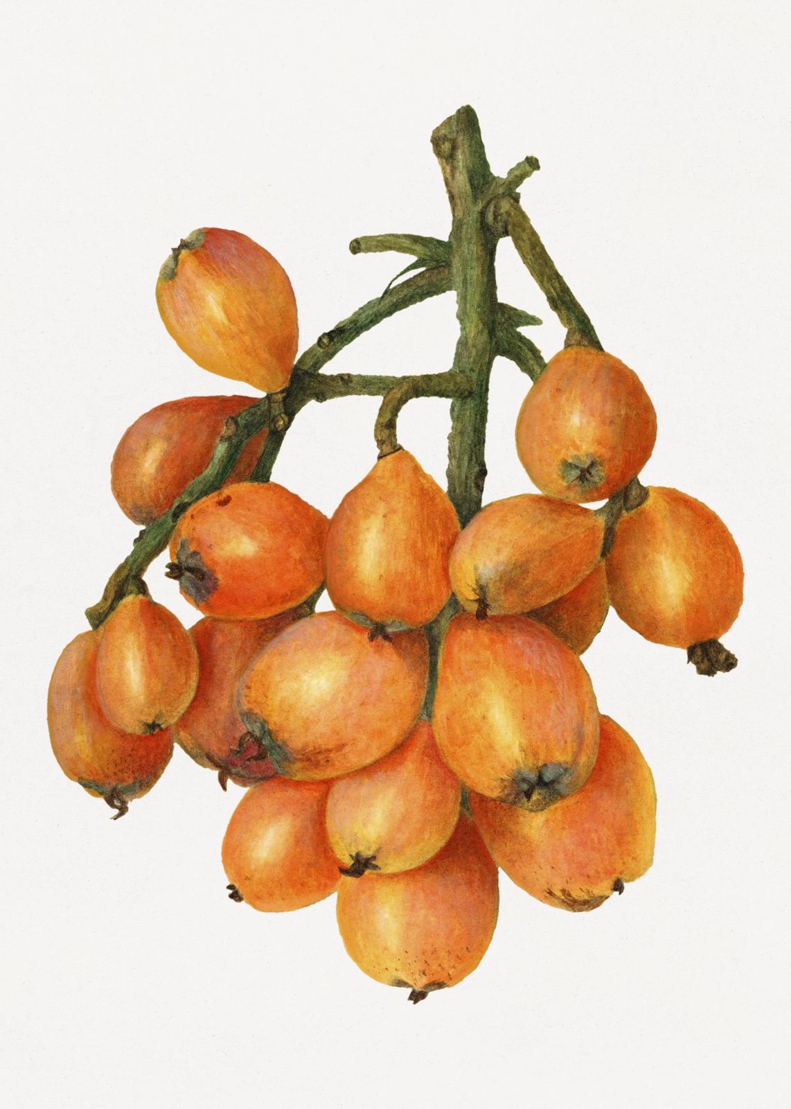 Botanical Loquat Fruit Watercolor Wall Art
