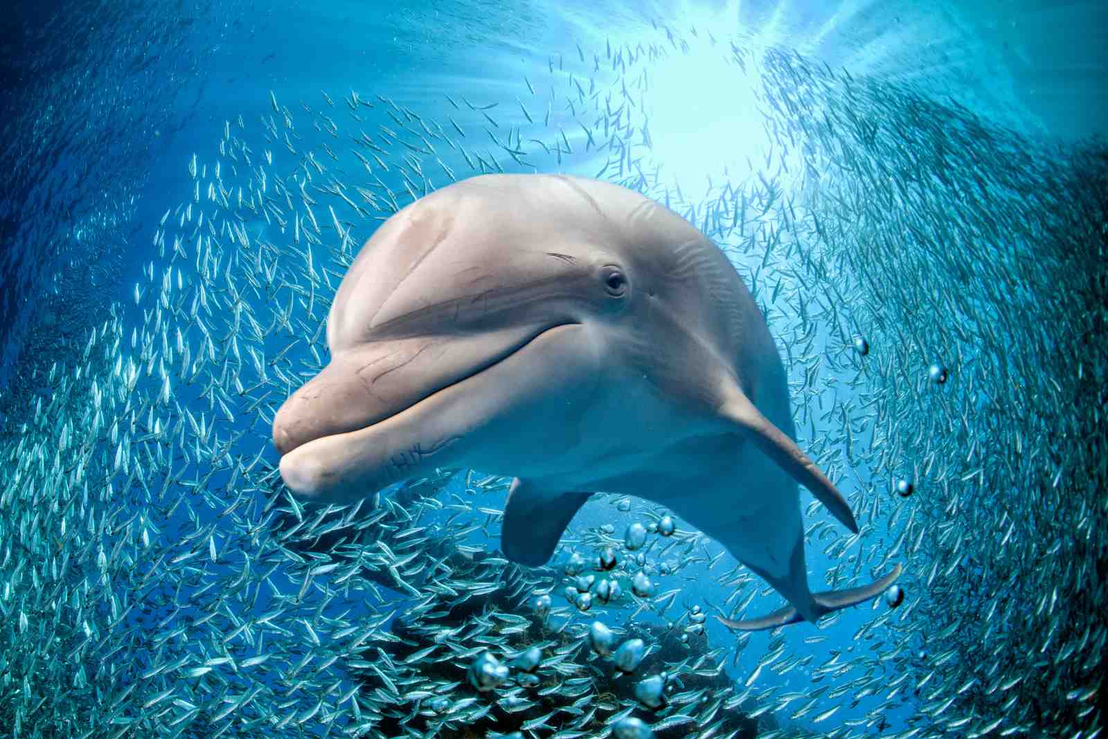 Serene Dolphin & School of Fish Wall Art
