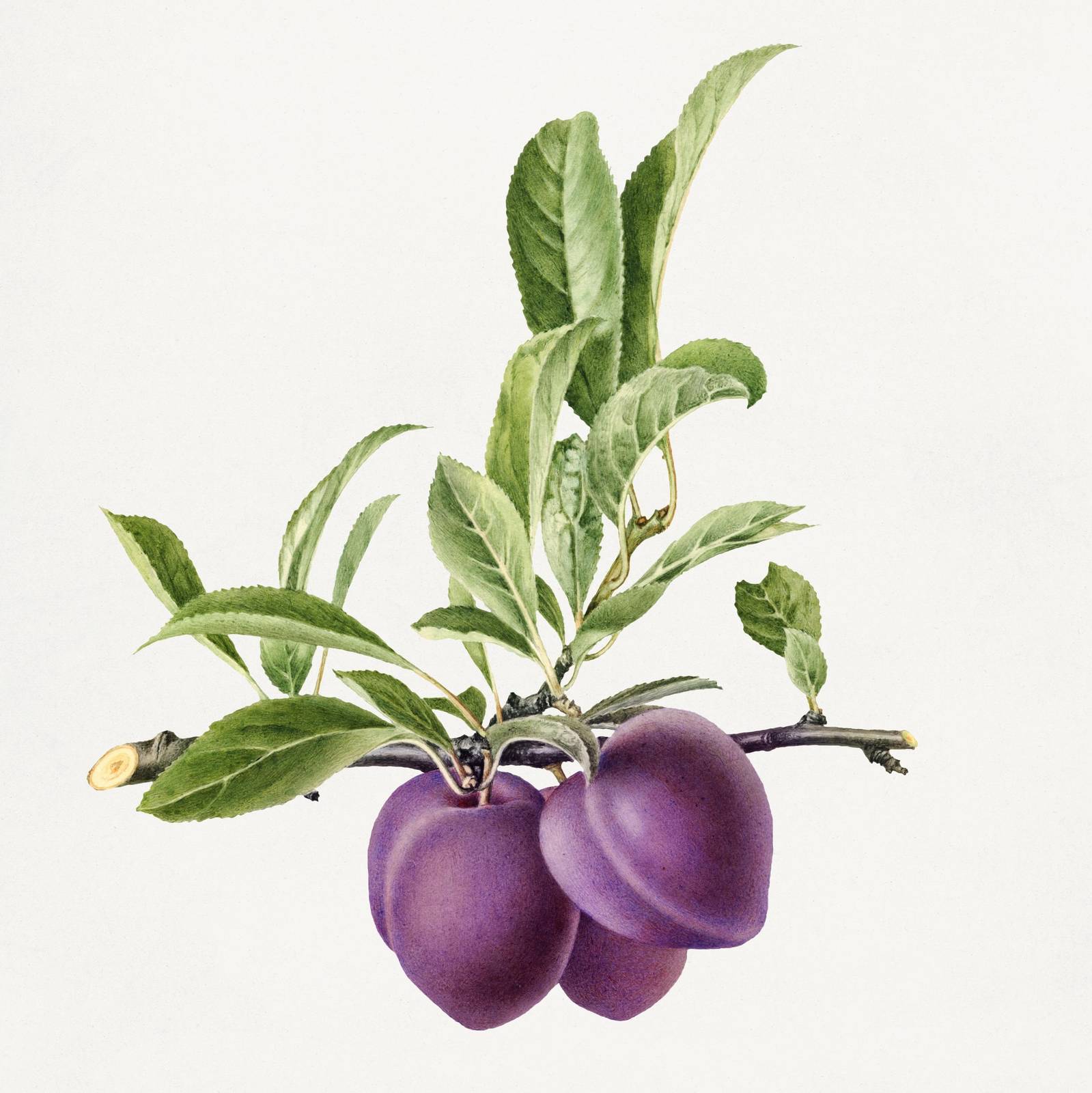 Botanical Plum Branch Wall Art