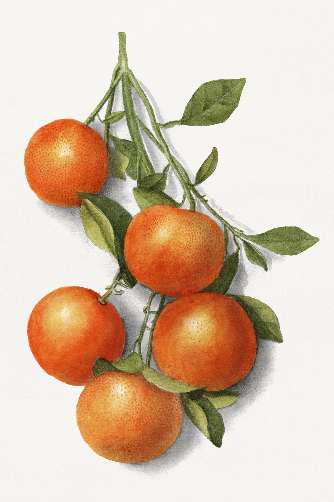 Vibrant Citrus Branch Watercolour Wall Art