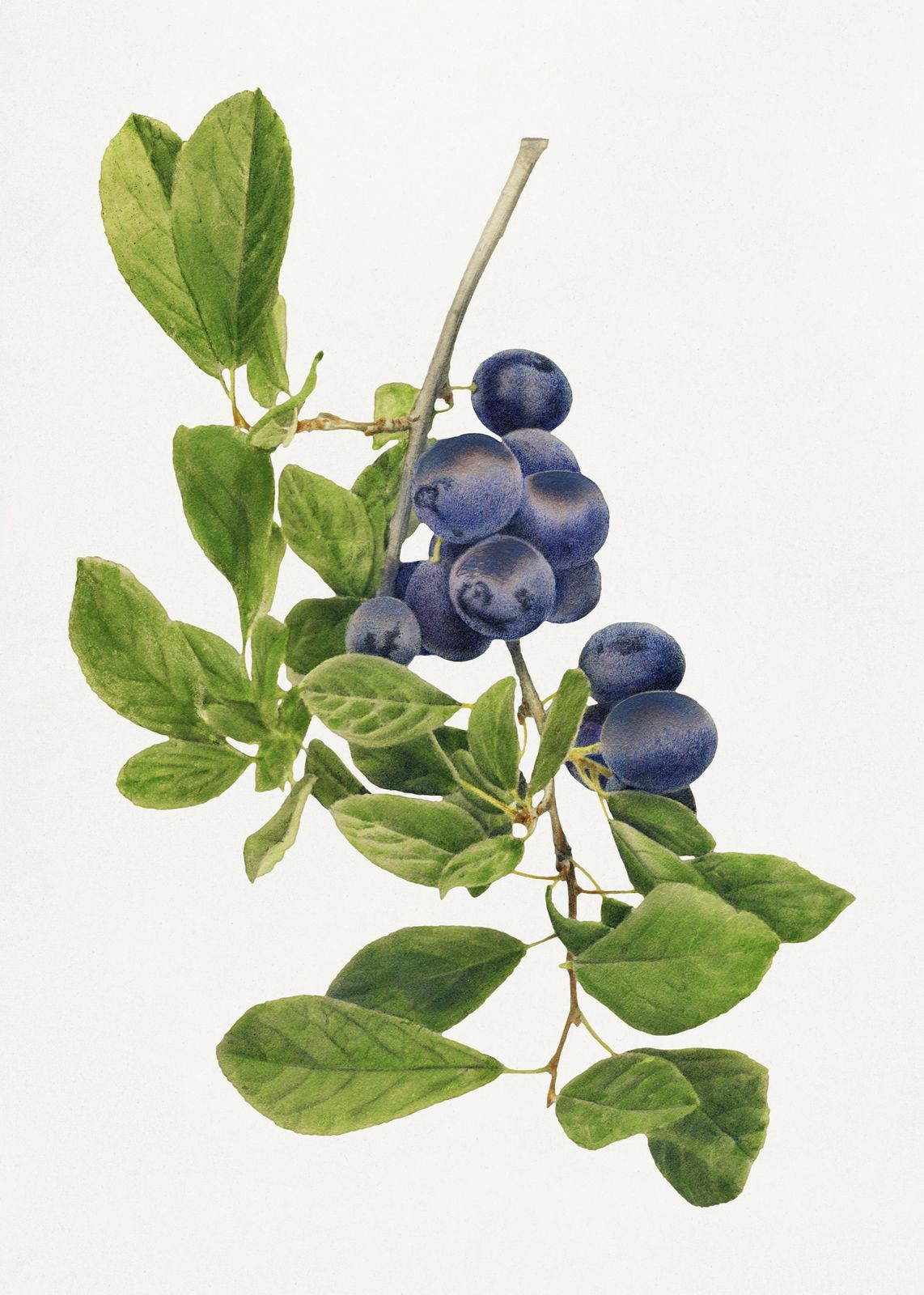 Vintage Botanical Blueberry Branch Wall Art