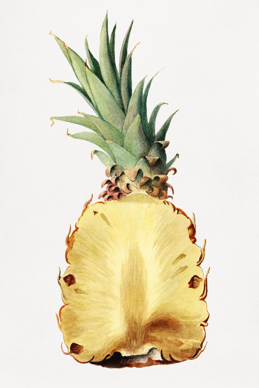 Botanical Pineapple Slice Wall Art