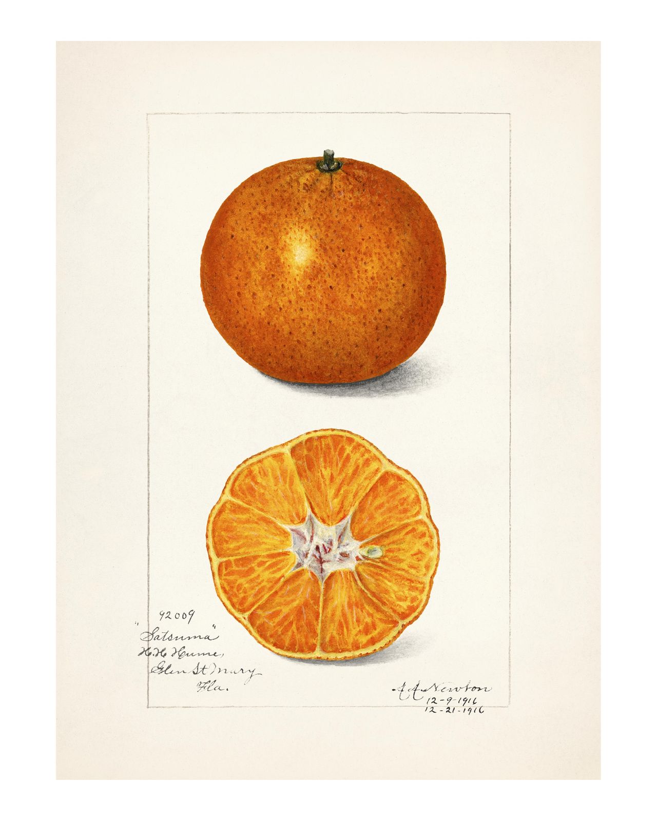 Vintage Satsuma Orange Botanical Art Wall Art
