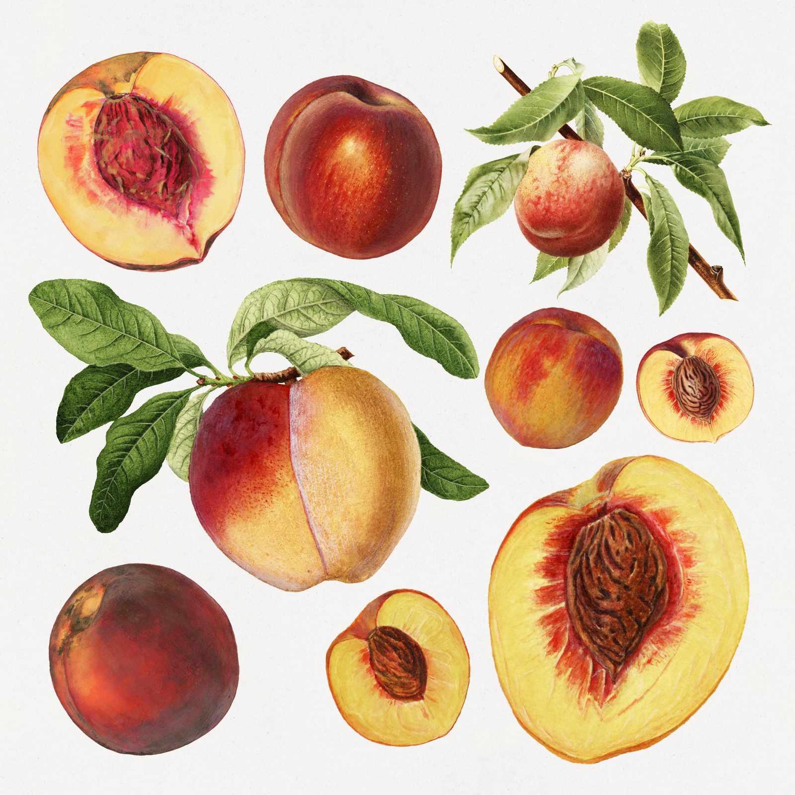 Vintage Peach Botanical Illustration Wall Art