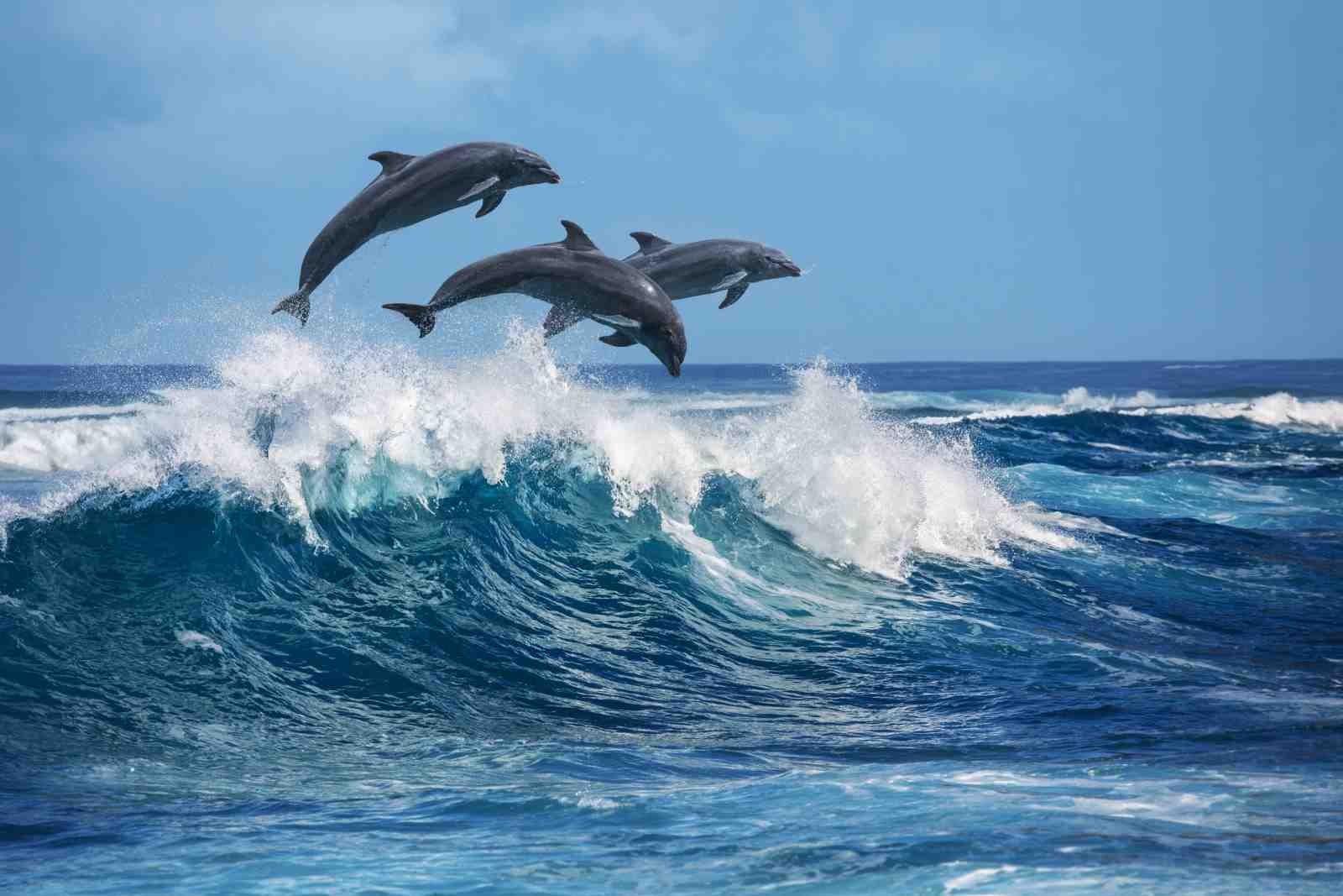 Dolphins Leaping Ocean Waves Wall Art