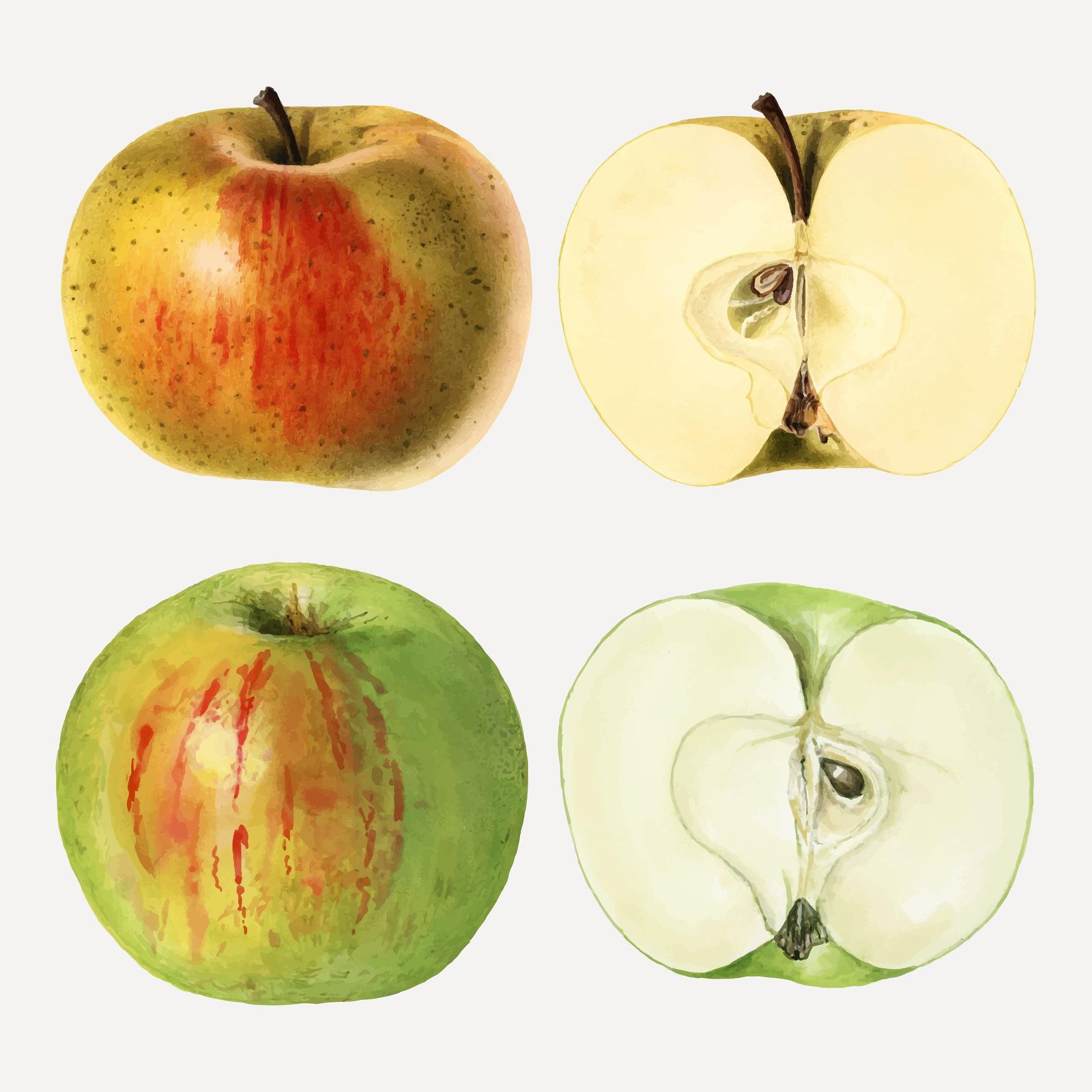 Vintage Apples Botanical Art Wall Art
