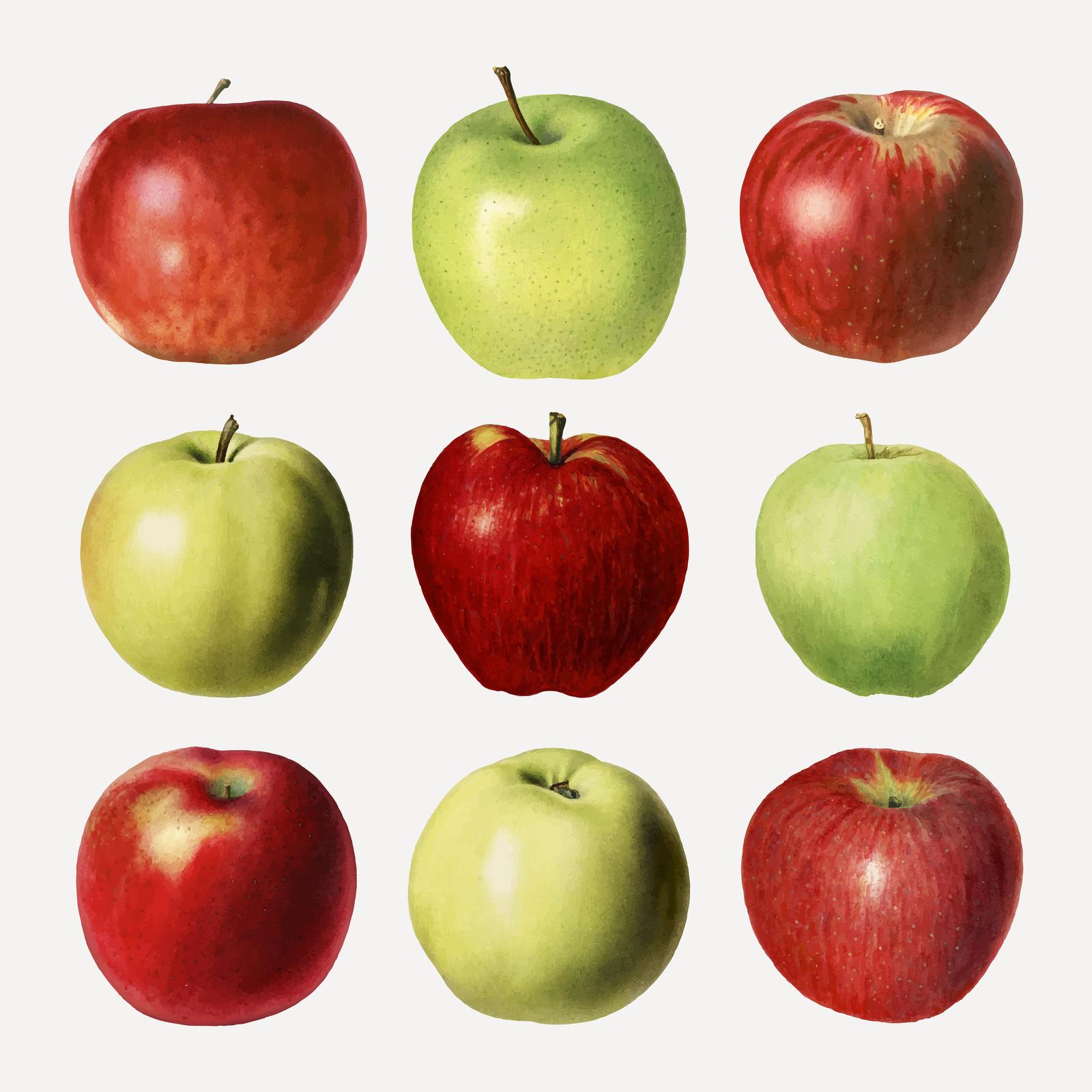 Vintage Apples Botanical Wall Art Wall Art