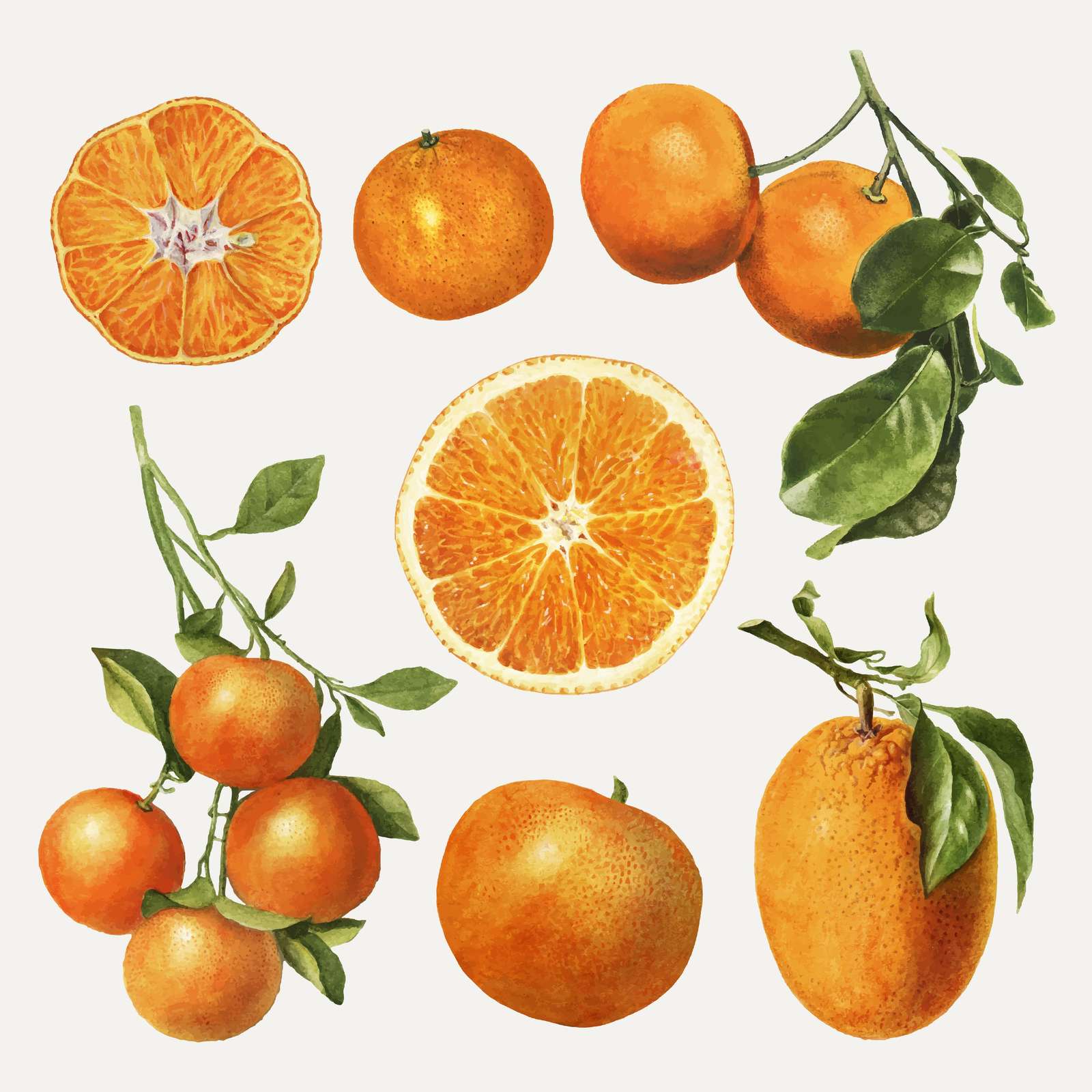 Vibrant Citrus Harvest: Orange Wall Art Wall Art