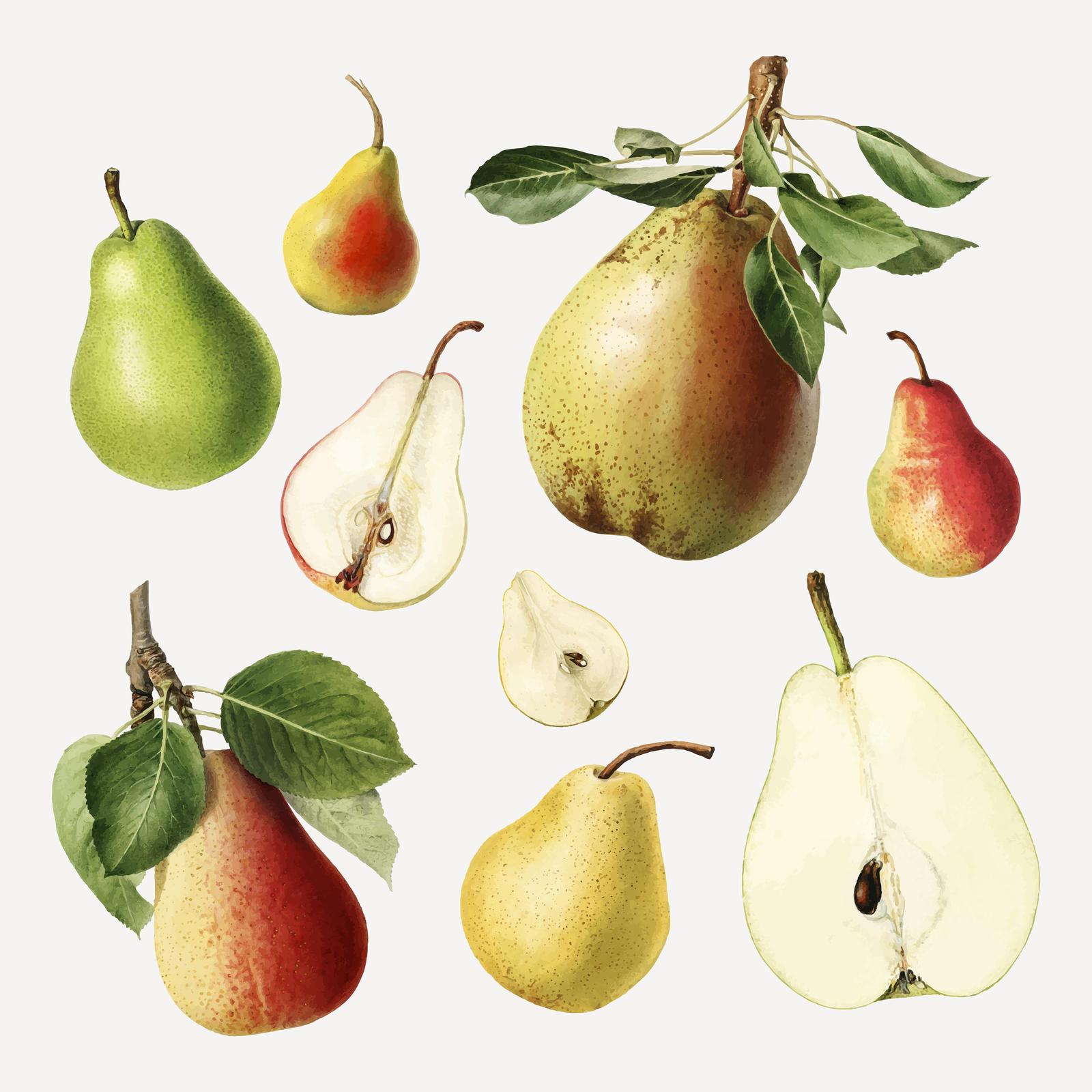 Vintage Pear Botanical Art Wall Art