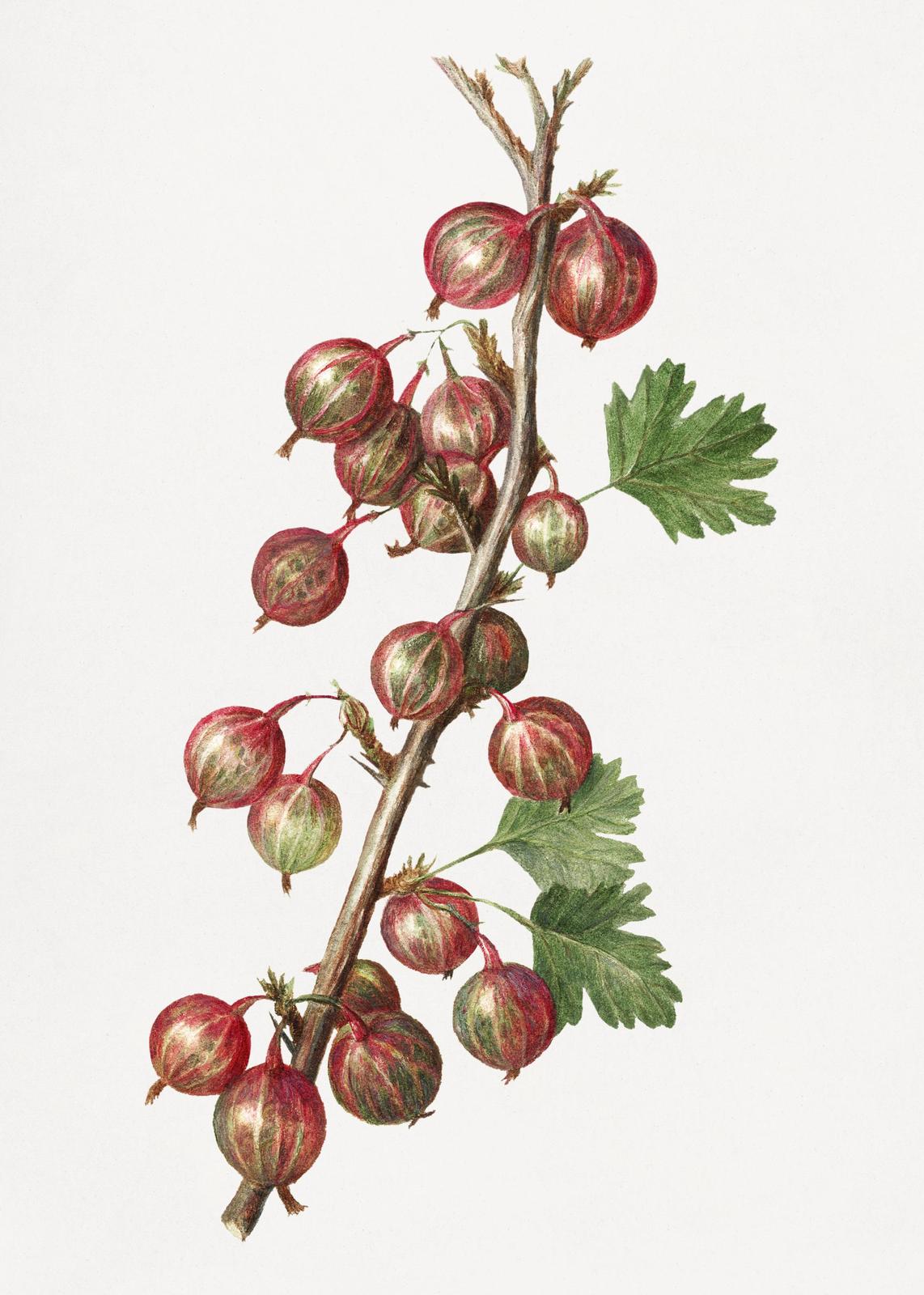 Vintage Red Gooseberry Botanical Art Wall Art