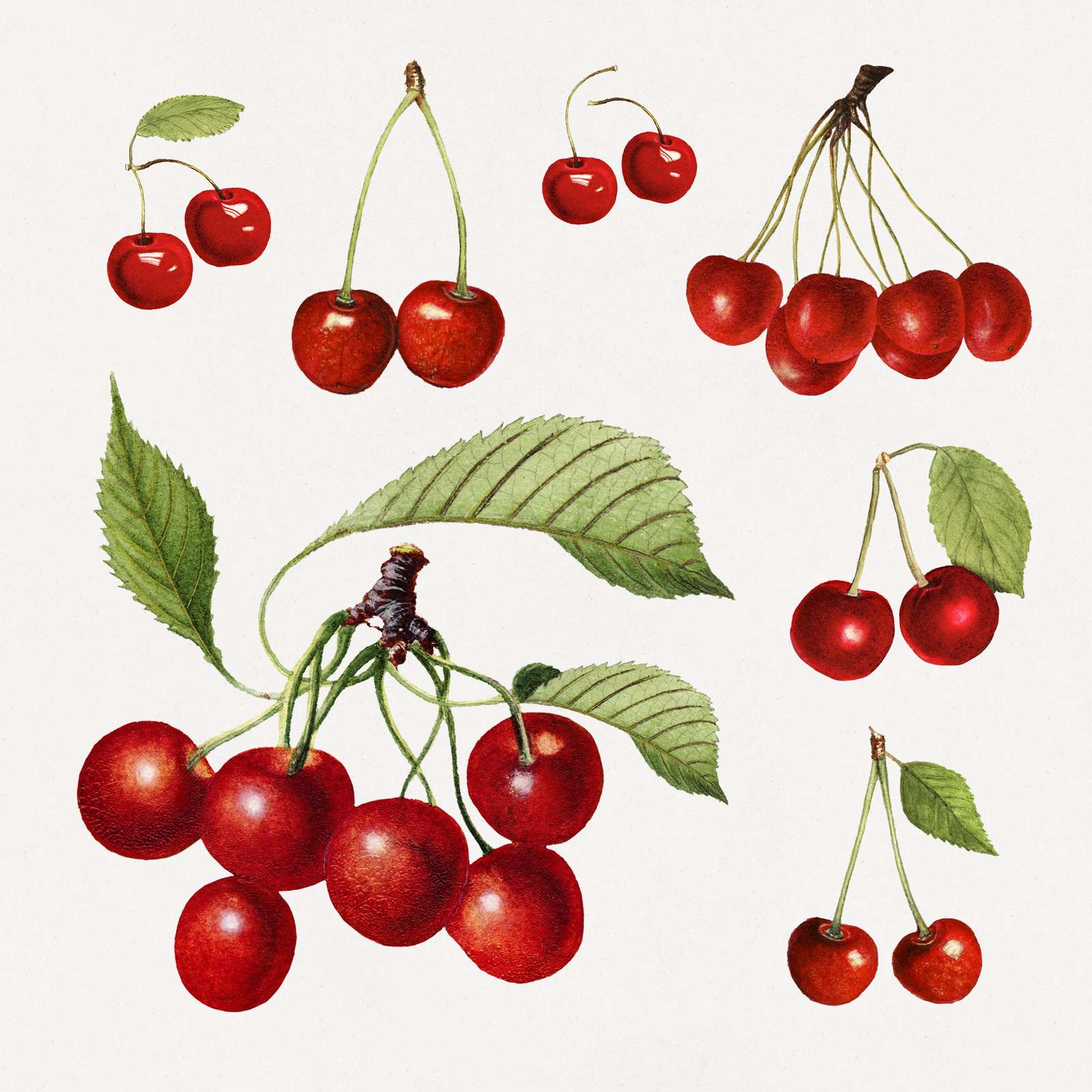Vintage Botanical Cherry Art Wall Art