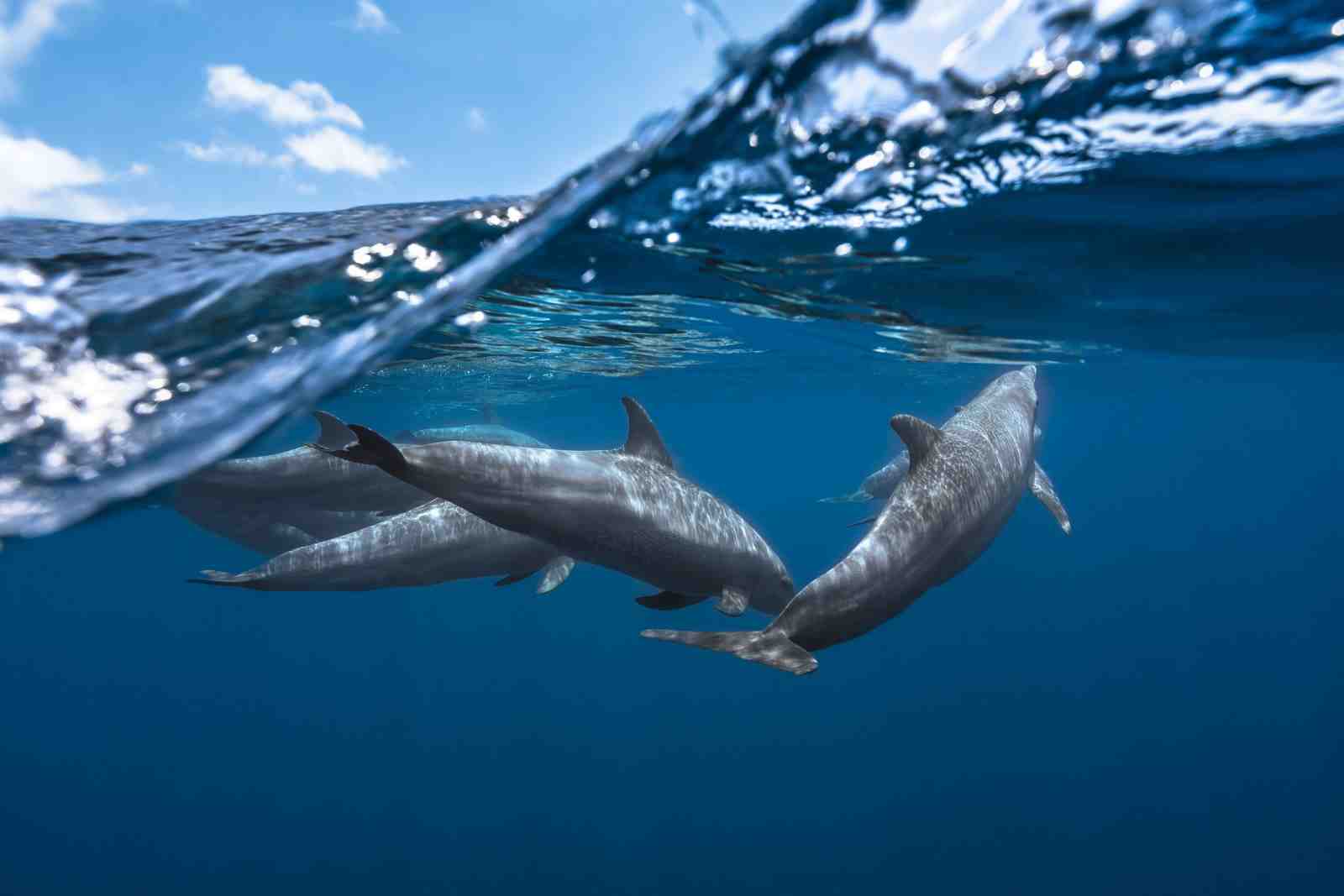Majestic Dolphin Pod Ocean Art Wall Art