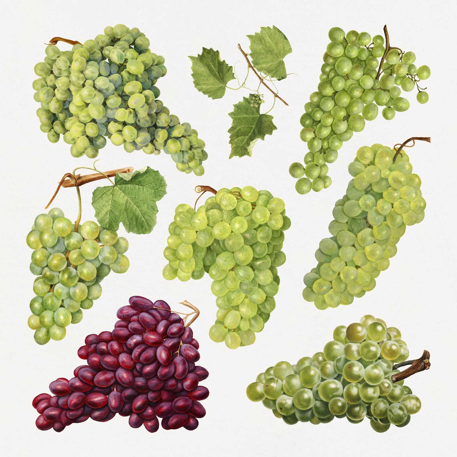 Vintage Grapes Botanical Art Wall Art